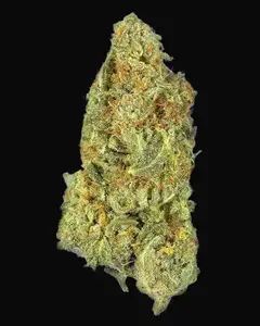 TB Gorilla Auto
