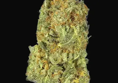TB Gorilla Auto