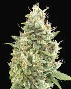 Gorilla Zkittlez Auto