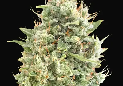 Gorilla Zkittlez Auto