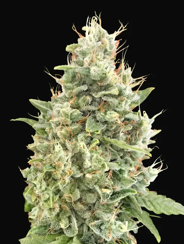 Gorilla Zkittlez Auto
