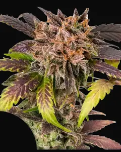 Auto GrapefruitZ