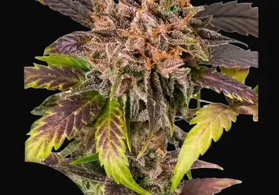 Auto GrapefruitZ