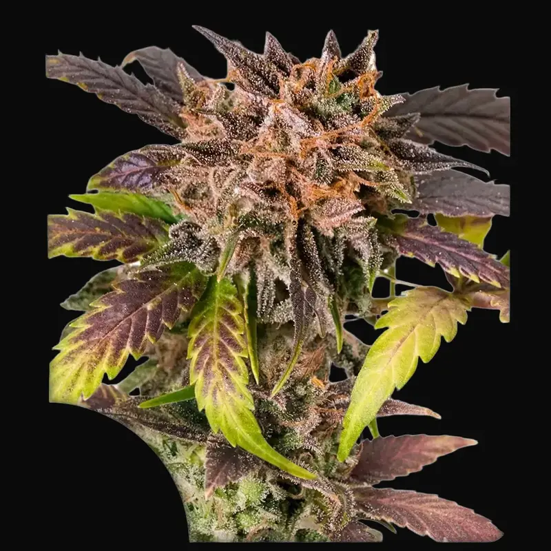 Auto GrapefruitZ