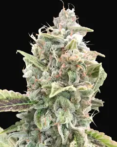 Grateful Dead Auto