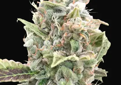 Grateful Dead Auto