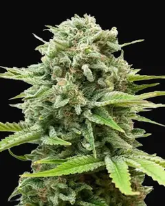Auto Guerilla Glue