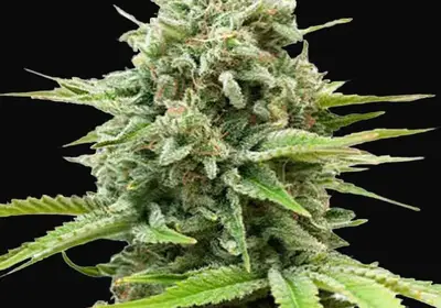 Auto Guerilla Glue