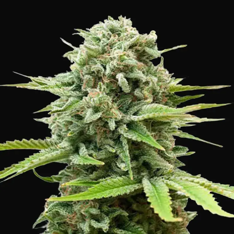 Auto Guerilla Glue