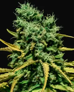 Auto Hell Bells OG