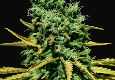 Auto Hell Bells OG