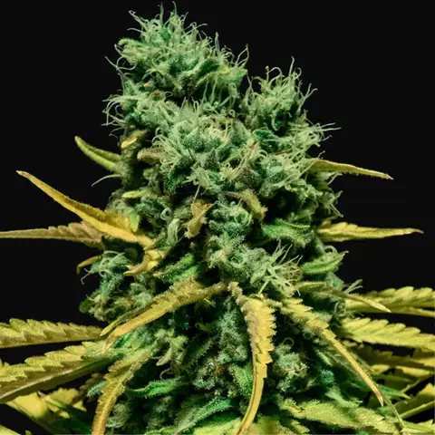 Auto Hell Bells OG