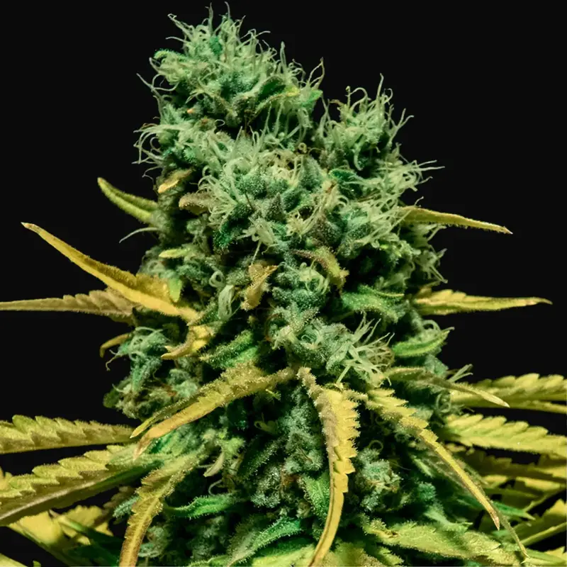 Auto Hell Bells OG