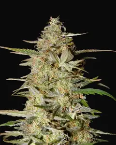 Auto Hindu Kush