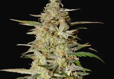 Auto Hindu Kush