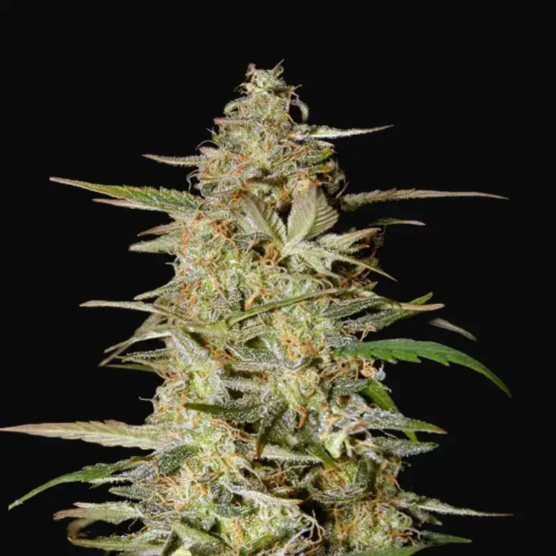 Auto Hindu Kush