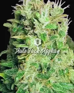 Auto Jack Afghan