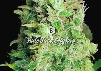 Auto Jack Afghan