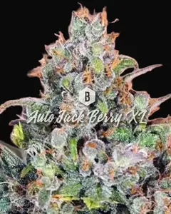 Auto Jack Berry XL