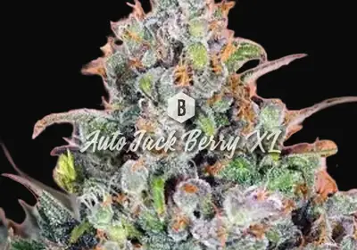 Auto Jack Berry XL