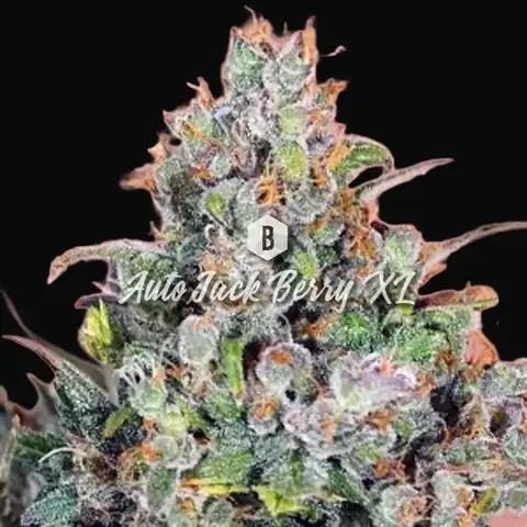 Auto Jack Berry XL