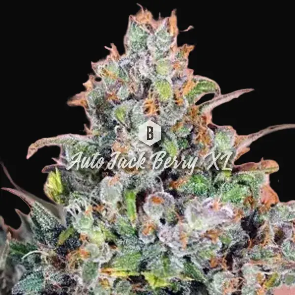 Auto Jack Berry XL