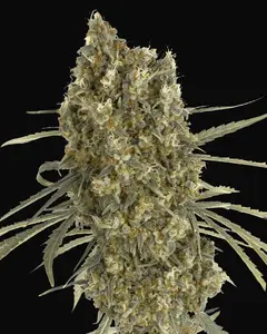 Auto Jack Herer