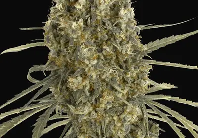 Auto Jack Herer