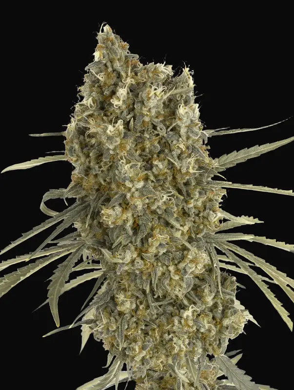 Auto Jack Herer