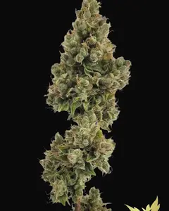 Auto Jack