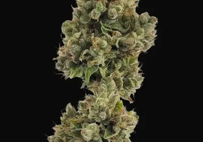 Auto Jack