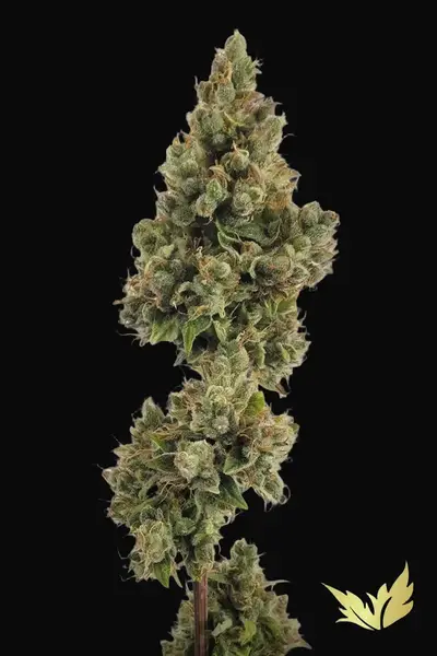 Auto Jack