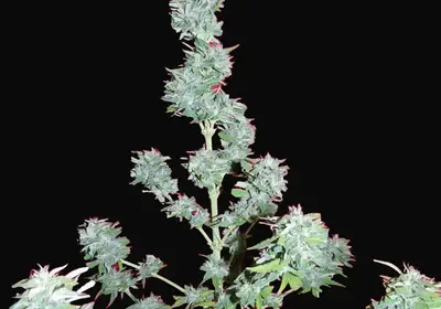 Auto King Kong