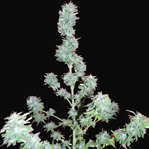 Auto King Kong