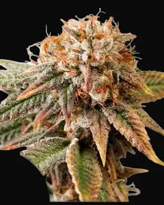 Auto Kingston Punch