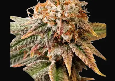 Auto Kingston Punch