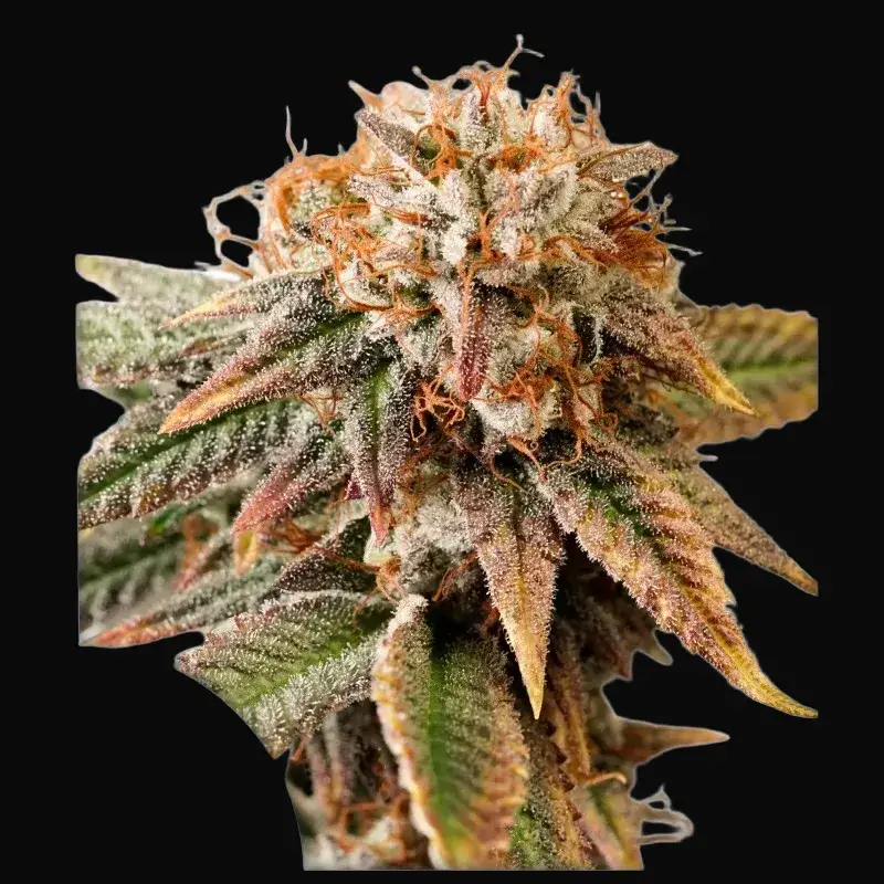 Auto Kingston Punch