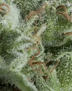 Auto Kryptonite