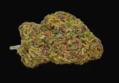 Auto Lavender Best
