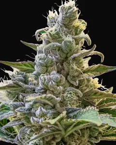 Lemon Cake Auto