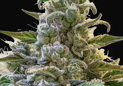 Lemon Cake Auto