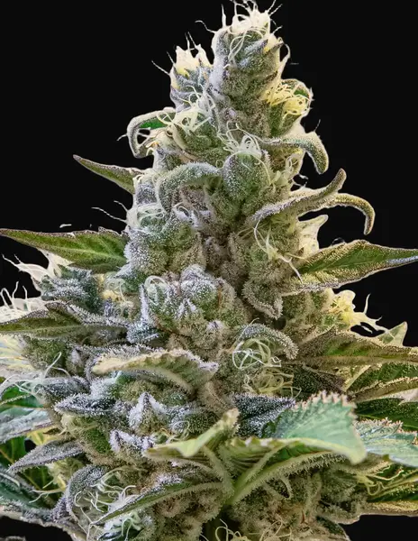 Lemon Cake Auto