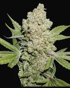 Auto Lemon Kix