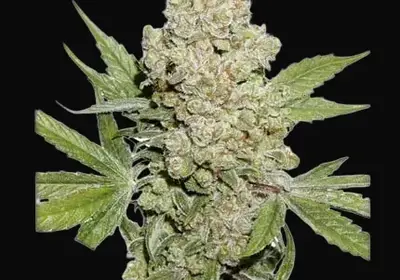 Auto Lemon Kix