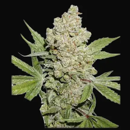 Auto Lemon Kix