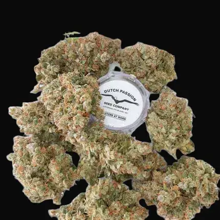 Auto Lemon Kix — zdjęcie 4