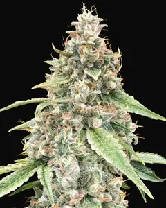 Auto Lemon OG