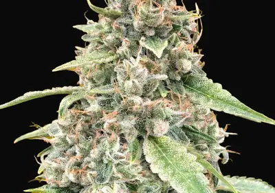 Auto Lemon OG