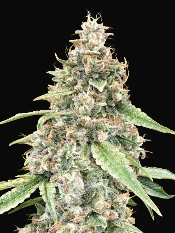 Auto Lemon OG