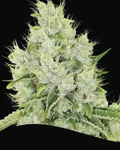 Auto Lemongrass